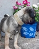 Picture of Bestia Balthazar Dog Collar